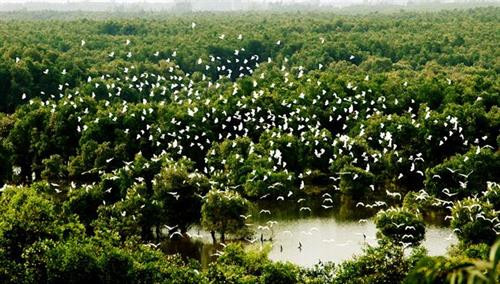 Khu du lịch sinh thái Gáo Giồng với gần 100 nghìn con cò ốc
