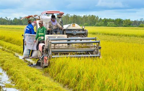 Mô hình canh tác lúa thông minh cho hiệu quả kinh tế cao của nông dân xã Lình Huỳnh
