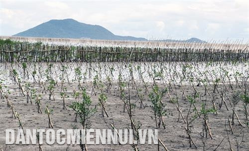 Kiên Giang phát triển rừng phòng hộ ven biển