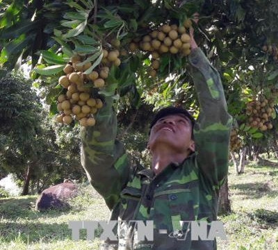 Phát triển cây nhãn theo hướng an toàn để xuất khẩu ở huyện Sông Mã