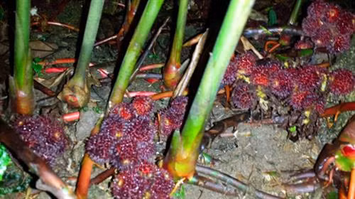 Trồng sa nhân tím - hướng thoát nghèo cho đồng bào dân tộc thiểu số