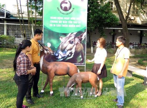 Kêu gọi chung tay bảo vệ sao la khỏi sự tuyệt chủng