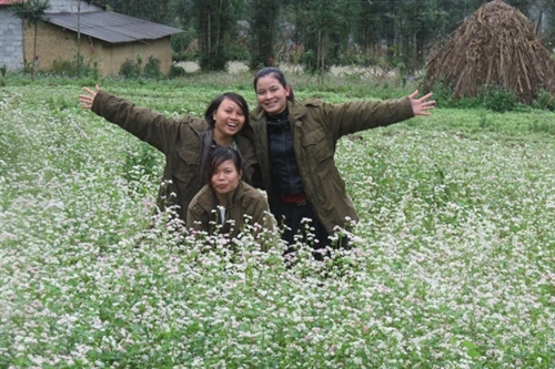 Tam giác mạch và sinh kế của người dân trên Cao nguyên đá
