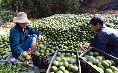 Kỹ thuật trồng và chăm sóc cây cam sành