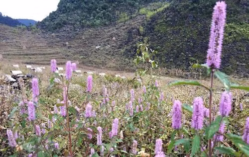Nghề nuôi ong trên cao nguyên đá Hà Giang