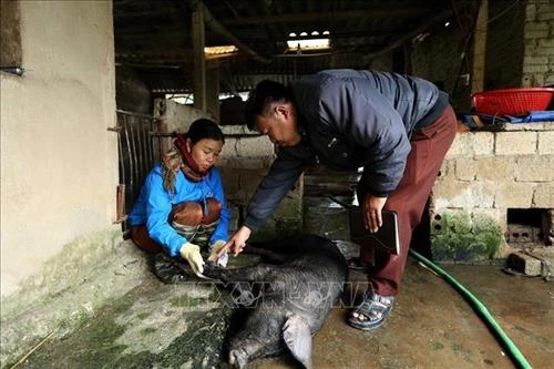 Tuyên Quang phát hiện lợn có triệu chứng bệnh lở mồm, long móng