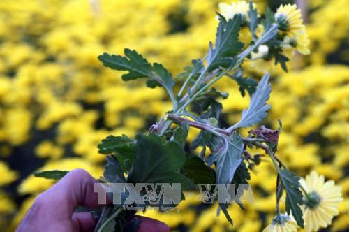  Phòng trừ một số bệnh hại trên cây hoa cúc 