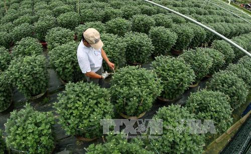 Kỹ thuật trồng, chế biến cúc hoa