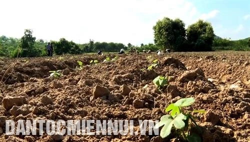 Quảng Bình phát triển cây dược liệu vùng gò đồi
