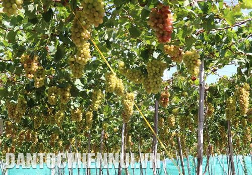 Trồng nho ba màu giúp nông dân Ninh Thuận tăng thu nhập