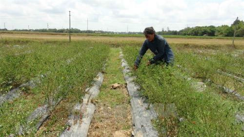 Trà Vinh dành 23 tỷ đồng hỗ trợ đất ở cho hộ nghèo