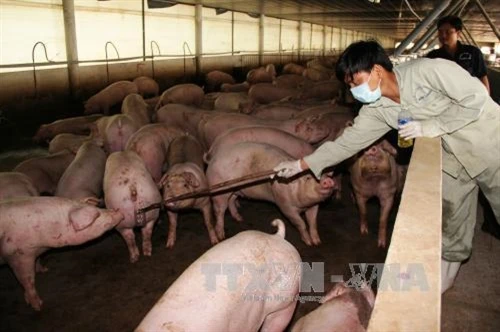 Phát hiện hành vi mới tuồn chất cấm vào chăn nuôi