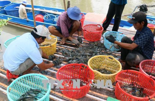 Ứng dụng quy trình nuôi tôm cải tiến