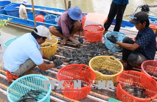 Ứng dụng quy trình nuôi tôm cải tiến