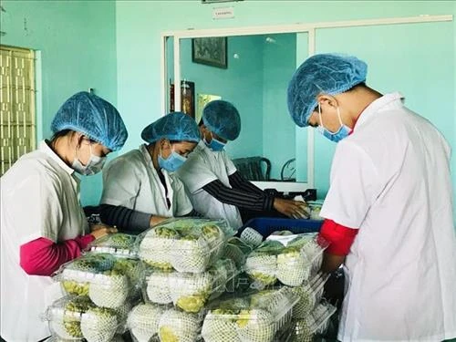 Tây Ninh xây dựng thương hiệu cho trái mãng cầu hướng đến xuất khẩu