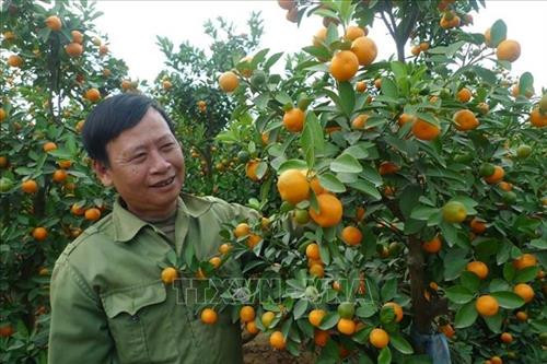 Làng quất cảnh Thanh Hà thu lãi cao từ vụ Tết Canh Tý