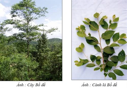 Kỹ thuật trồng Bồ đề