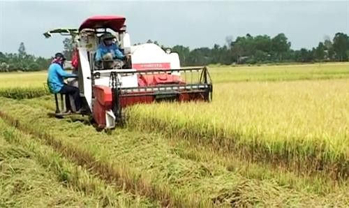 Giải pháp đẩy mạnh tiêu thụ lúa gạo trong dân