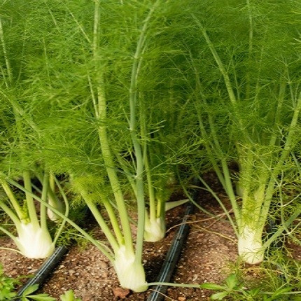 Kỹ thuật trồng và bón phân cho cây thì là
