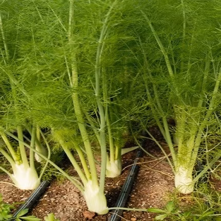 Kỹ thuật trồng và bón phân cho cây thì là