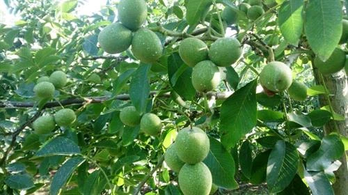 Kỹ thuật trồng cây óc chó mang lại giá trị kinh tế cao
