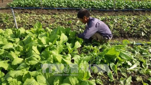 Nông dân “sống khỏe” nhờ trồng rau hữu cơ