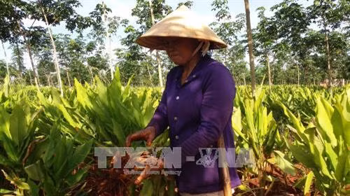 Mô hình trồng xen nghệ vườn cao su non cho thu nhập cao