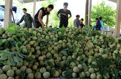 Để quả na Chi Lăng vươn ra thế giới 