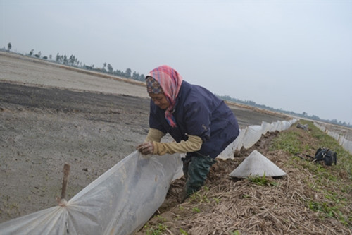Lo lúa, mạ chết khi rét đậm kéo dài