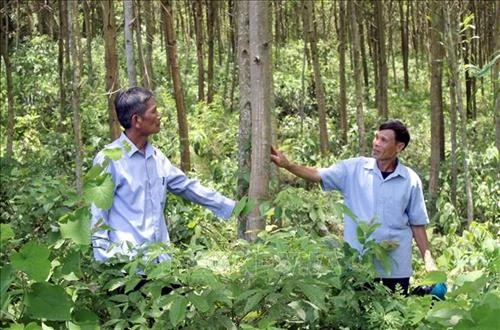 Thanh Hoá trồng rừng FSC giúp người dân miền núi giảm nghèo