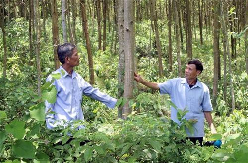 Thanh Hoá trồng rừng FSC giúp người dân miền núi giảm nghèo
