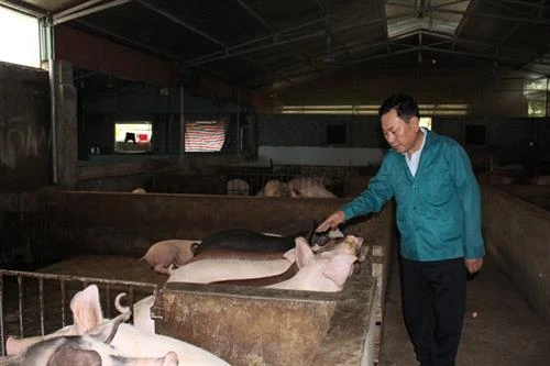 Ông Hà Trọng Tuấn nuôi lợn sạch bằng thảo dược và giun quế