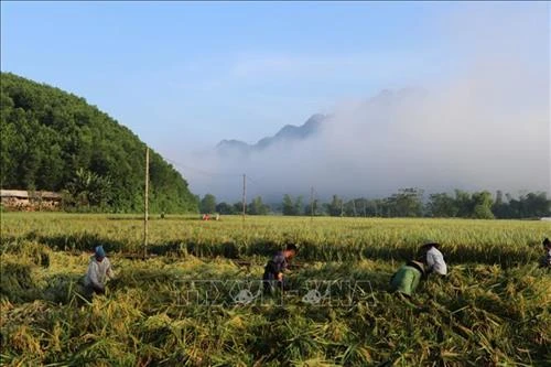 Hòa Bình nhân rộng mô hình dồn điền, đổi thửa