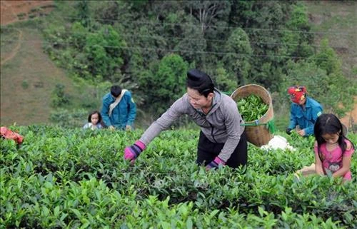 Quỹ Hỗ trợ nông dân giúp người dân huyện Thuận Châu phát triển kinh tế