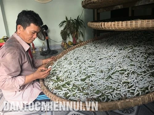 Nông Sơn khôi phục nghề trồng dâu nuôi tằm