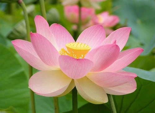 5 công dụng tuyệt vời của củ sen với sức khỏe