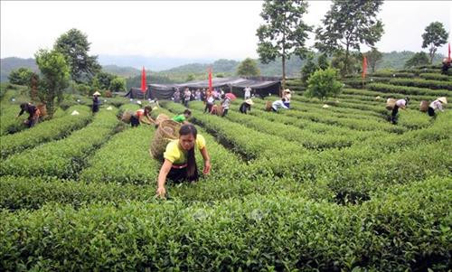 Luật Trồng trọt có hiệu lực giúp gắn sản xuất với công nghiệp chế biến nông sản