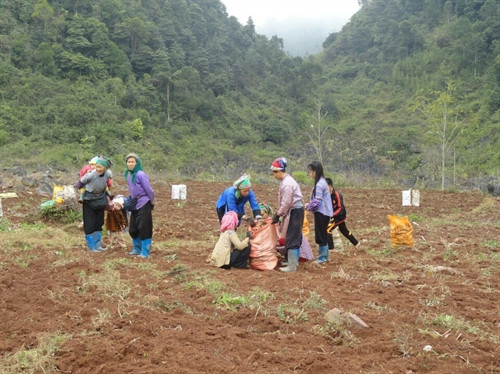 Hướng mới cho sản xuất và xuất khẩu gừng Cao Bằng