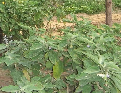 Kinh nghiệm trồng cà hiệu quả