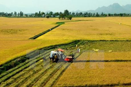 Trà Vinh hỗ trợ gần 1.000 hộ dân chuyển đổi sản xuất