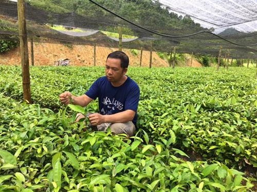 Anh Đặng Văn Phủ với mô hình ươm cây quế giống đầu tiên ở Nậm Tha