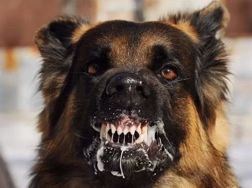 Yên Bái chủ động phòng, chống bệnh dại