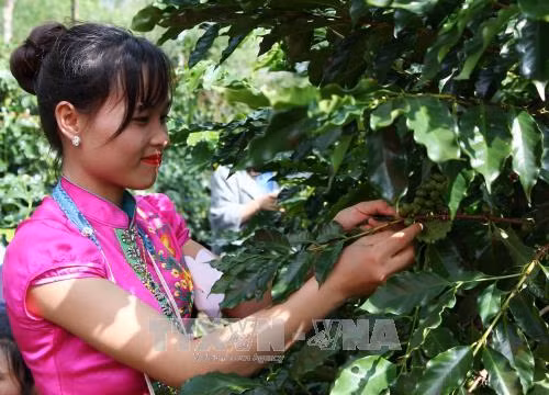 Sơn La công bố Chỉ dẫn địa lý cà phê và Ngày hội cà phê Mai Sơn