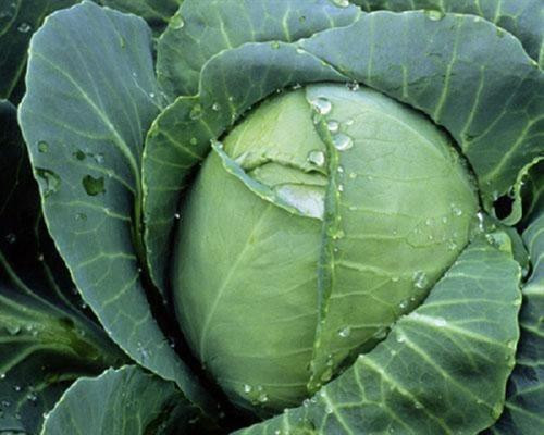 Kỹ thuật trồng bắp cải xanh tươi tốt mà nhanh thu hoạch