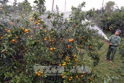 Hòa Bình cải tạo trên 6.000 ha vườn tạp thành vườn cây đặc sản