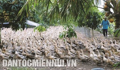 Kỹ thuật chăn nuôi vịt chuyên thịt thương phẩm