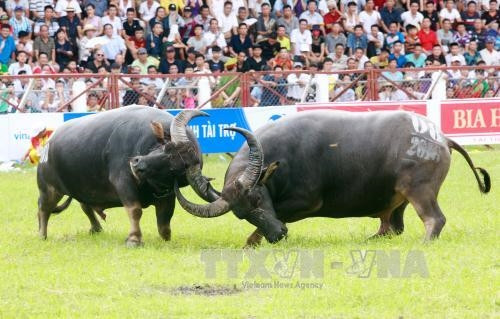 Sôi động Lễ hội chọi trâu Đồ Sơn 2016