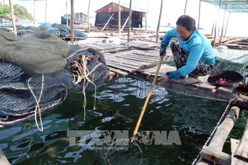 Một số biện pháp phòng bệnh cho cá biển nuôi lồng bè