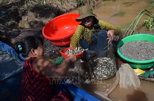 Một ngày mùa nước nổi của ngư dân Đồng Tháp
