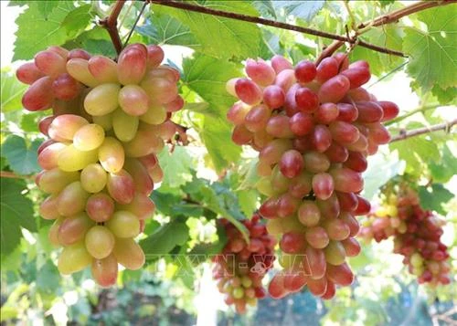 Ninh Thuận phát triển nhiều giống nho chất lượng cao